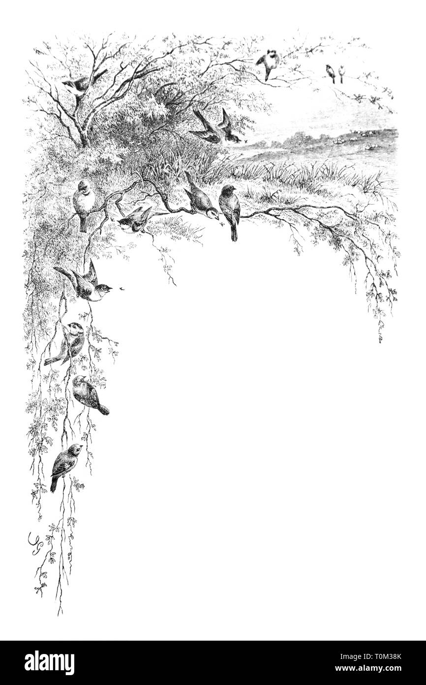 Representation of birds on branches - Vintage Engraved Illustration ...