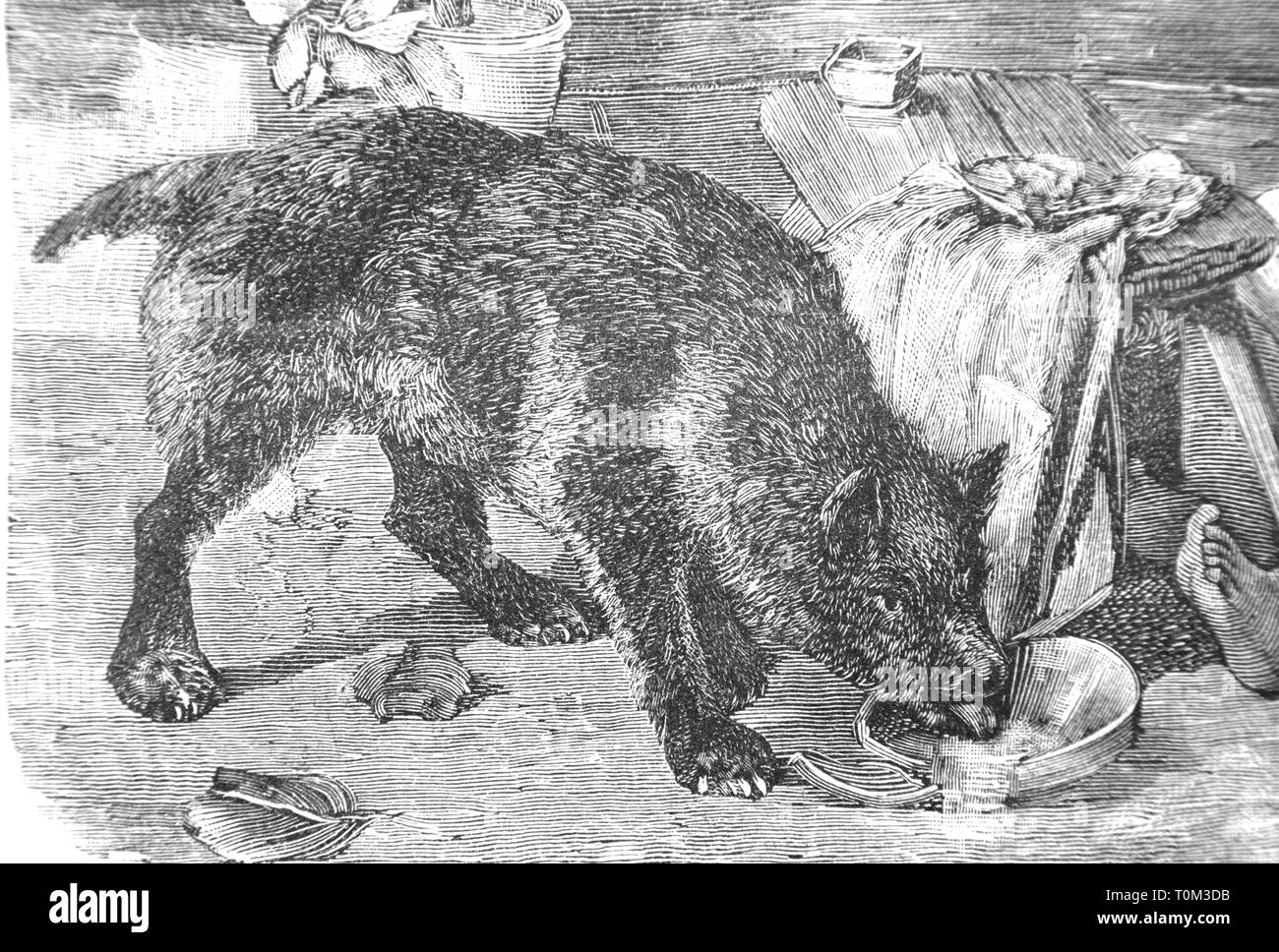 Dog eating in the bowl Vintage Engraved Illustration, 1894 Stock