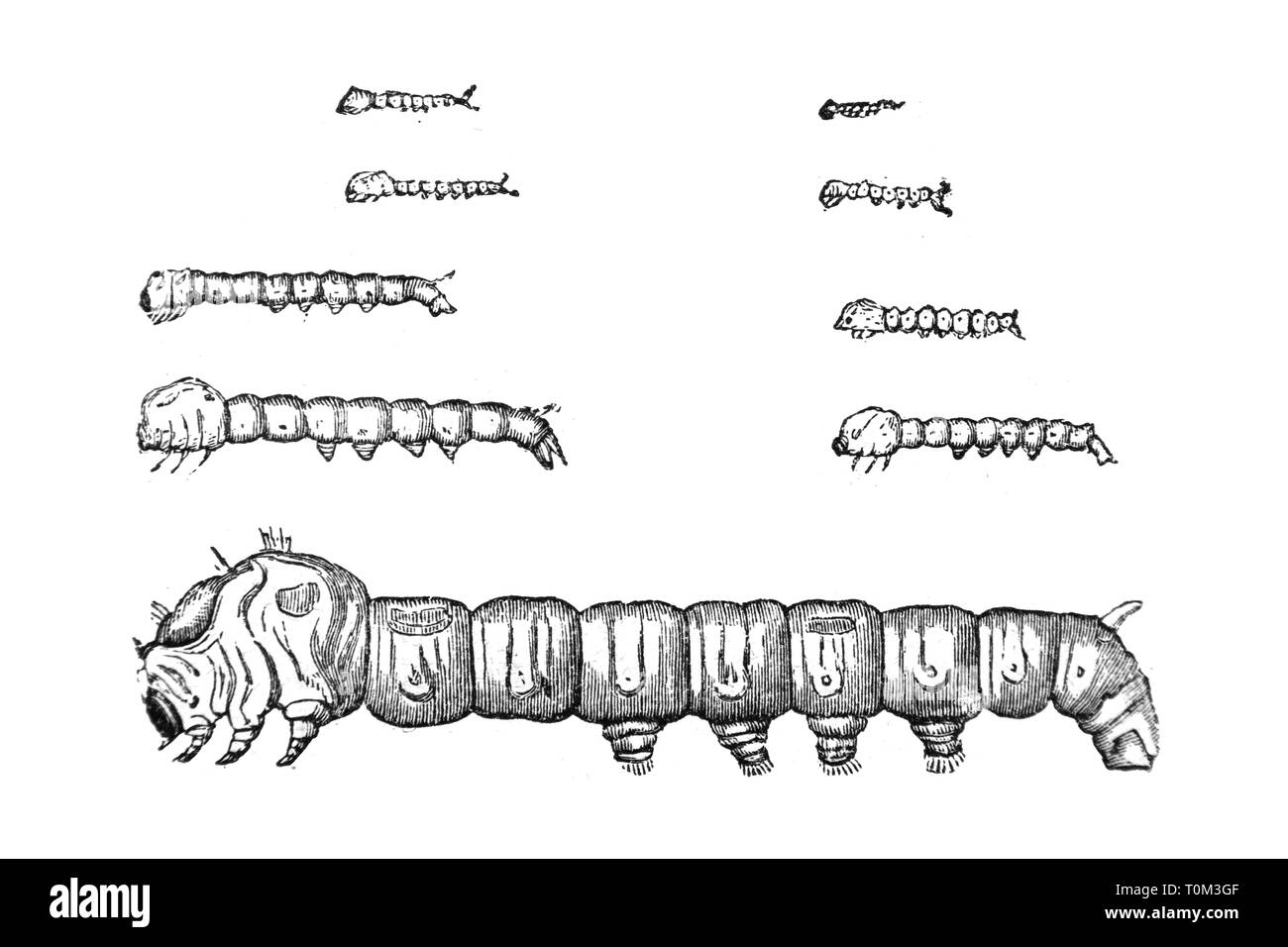 Worms Black and White Stock Photos & Images Alamy