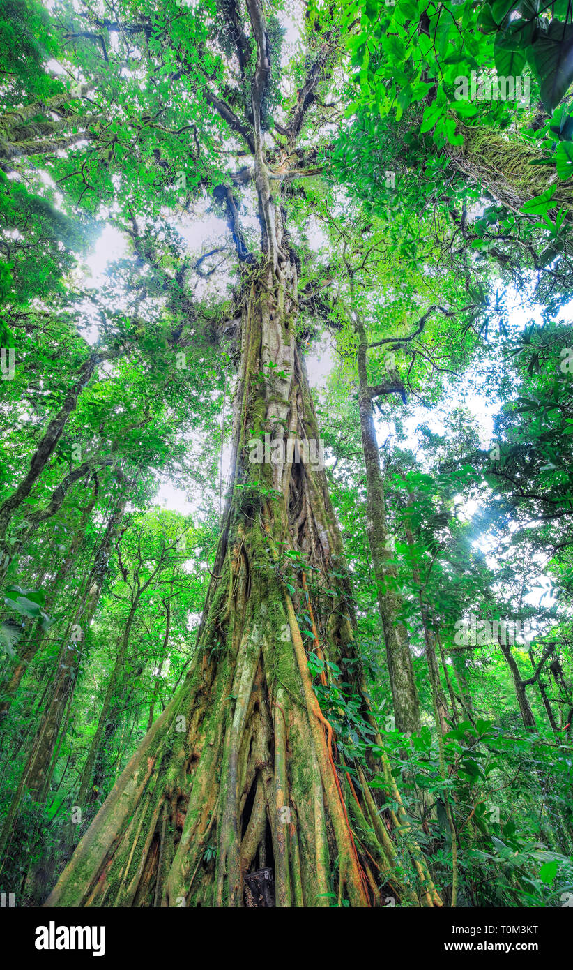 A massive tree dominates the jungle canopy and provides a home for dozens of epiphytic species. Monteverde, Costa Rica. Stock Photo
