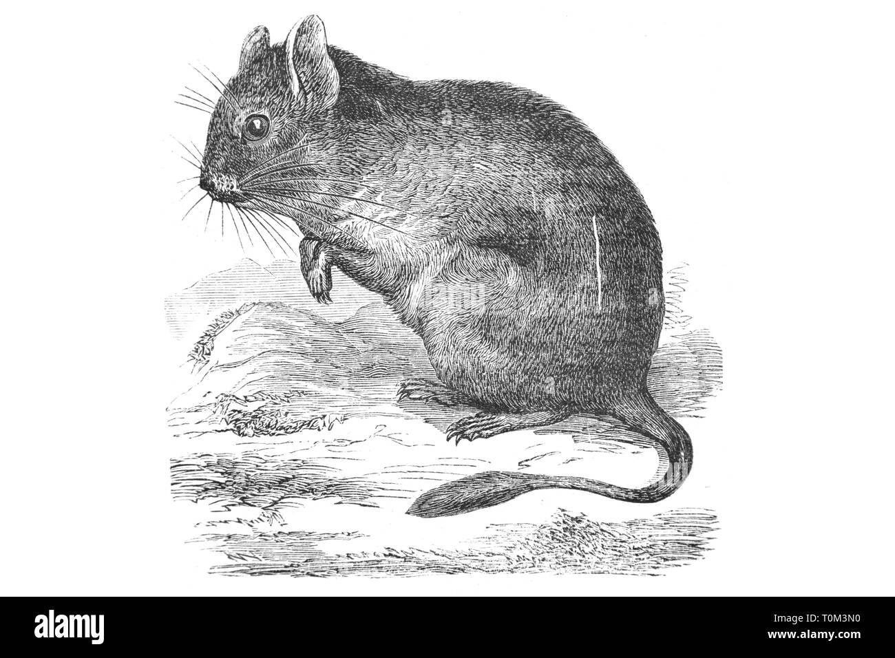 baby mouse - Vintage Engraved Illustration, 1894 Stock Photo
