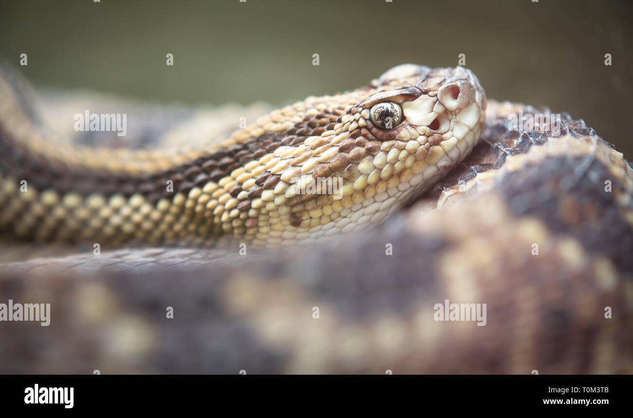 Neotropical rattlesnake (Crotalus durissus) resting in Costa Rica. Stock Photo