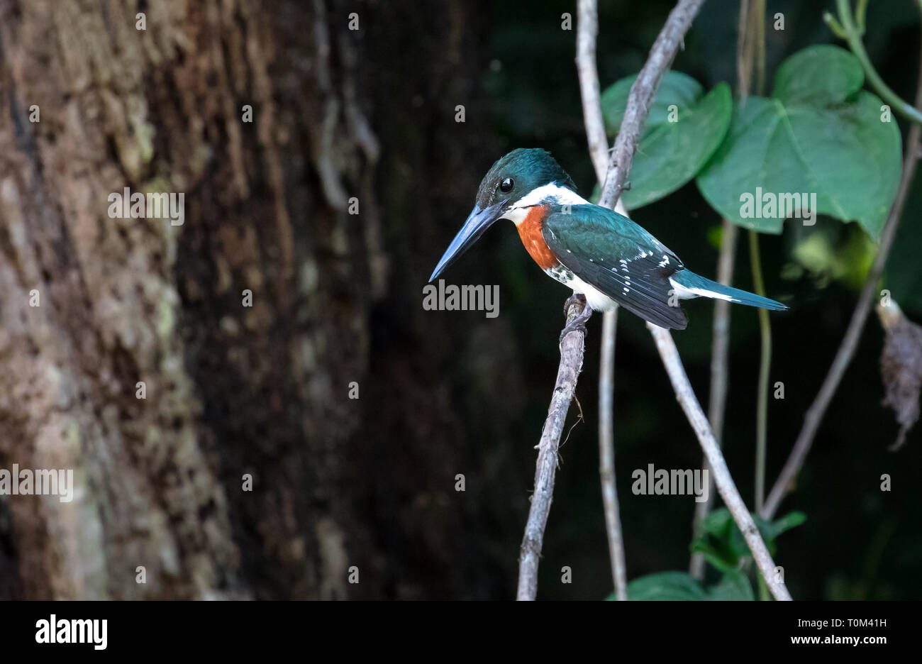 Green kingfisher costa rica hires stock photography and images Alamy