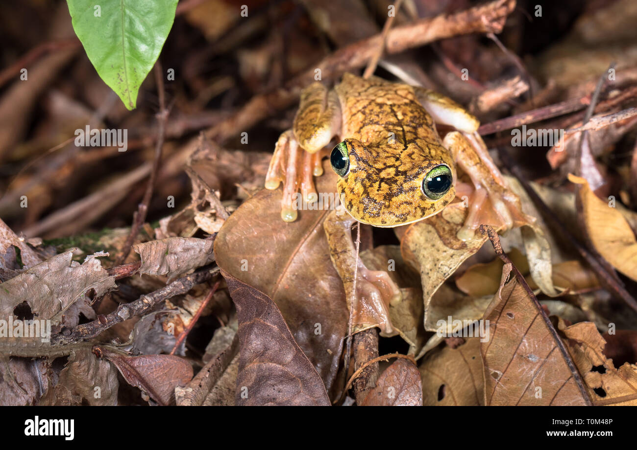 Rosenberg's treefrog, or Gladiator treefrog (Hypsiboas rosenbergi) on the forest floor at night. Osa Peninsula, Costa Rica. Stock Photo