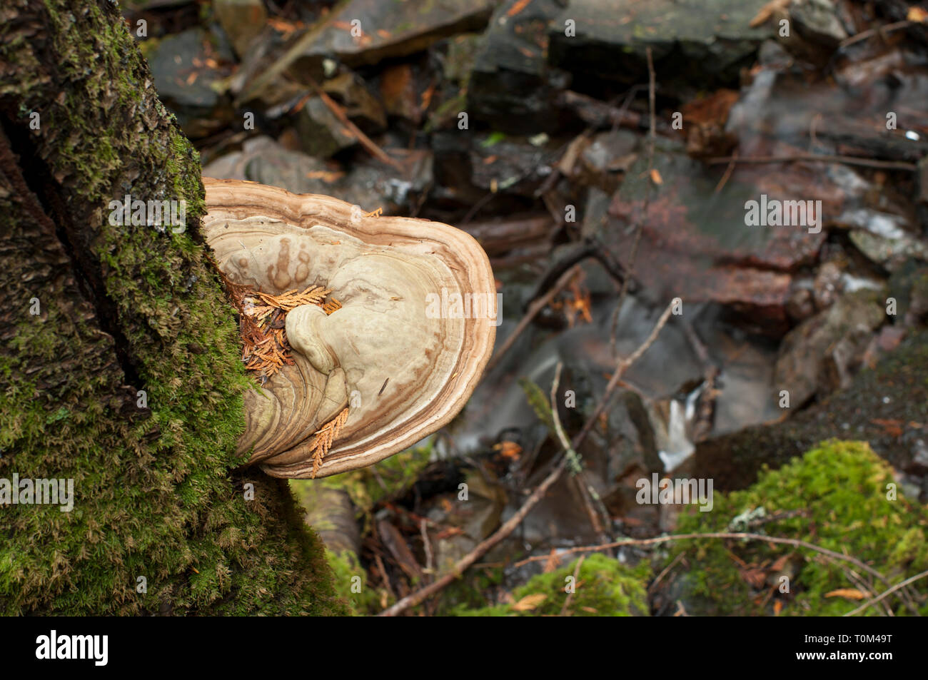 Looking down on circular fungus and lichen/moss growing on a tree trunk in a forest with mountain stream in background Stock Photo
