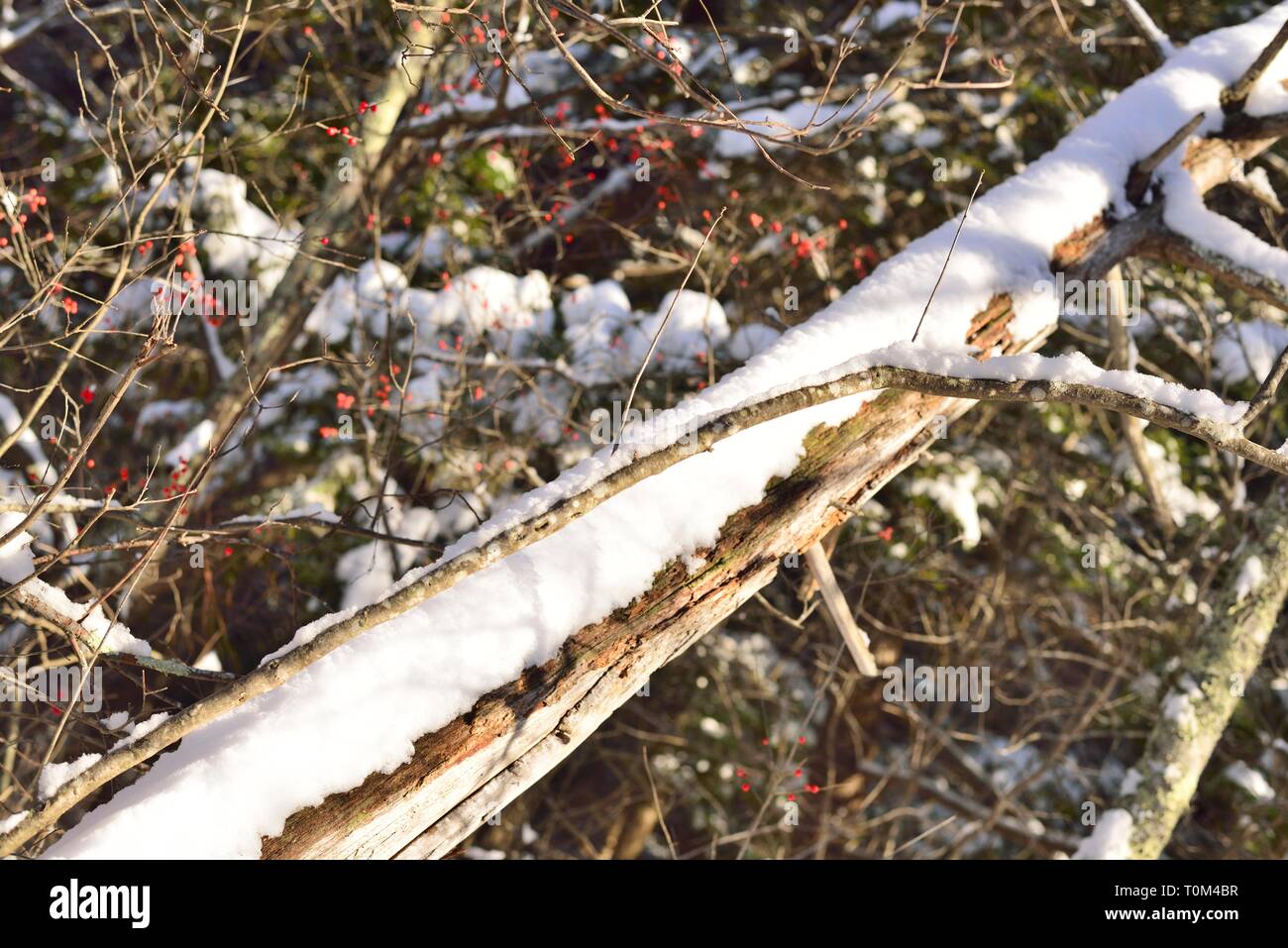 White memorial conservation area hires stock photography and images