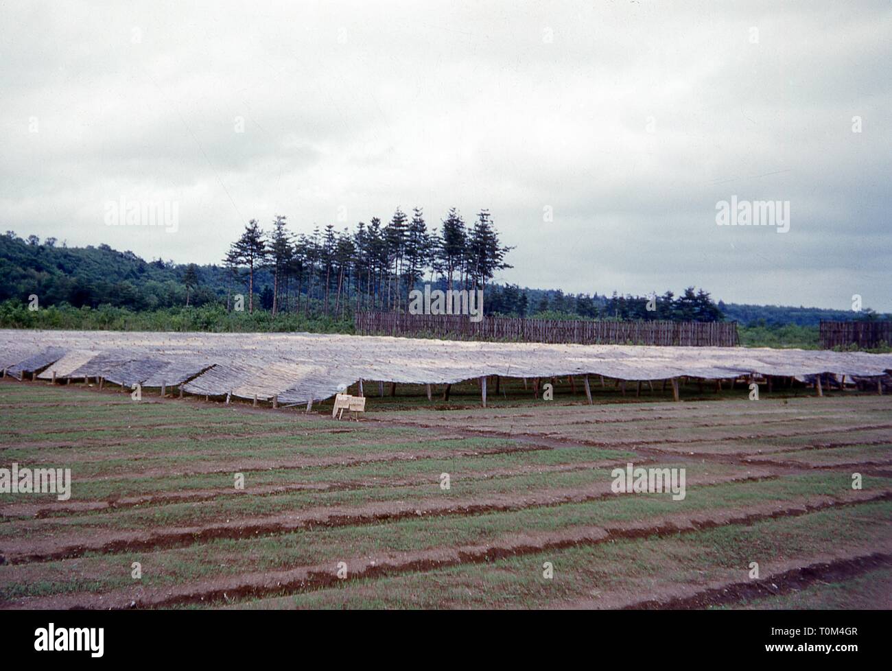 A plowed field, partly covered with lifted cane mats, for a government-run experimental agriculture nursery, on a cloudy day in a rural area near Sendai, Miyagi Prefecture, Japan, 1952. () Stock Photo