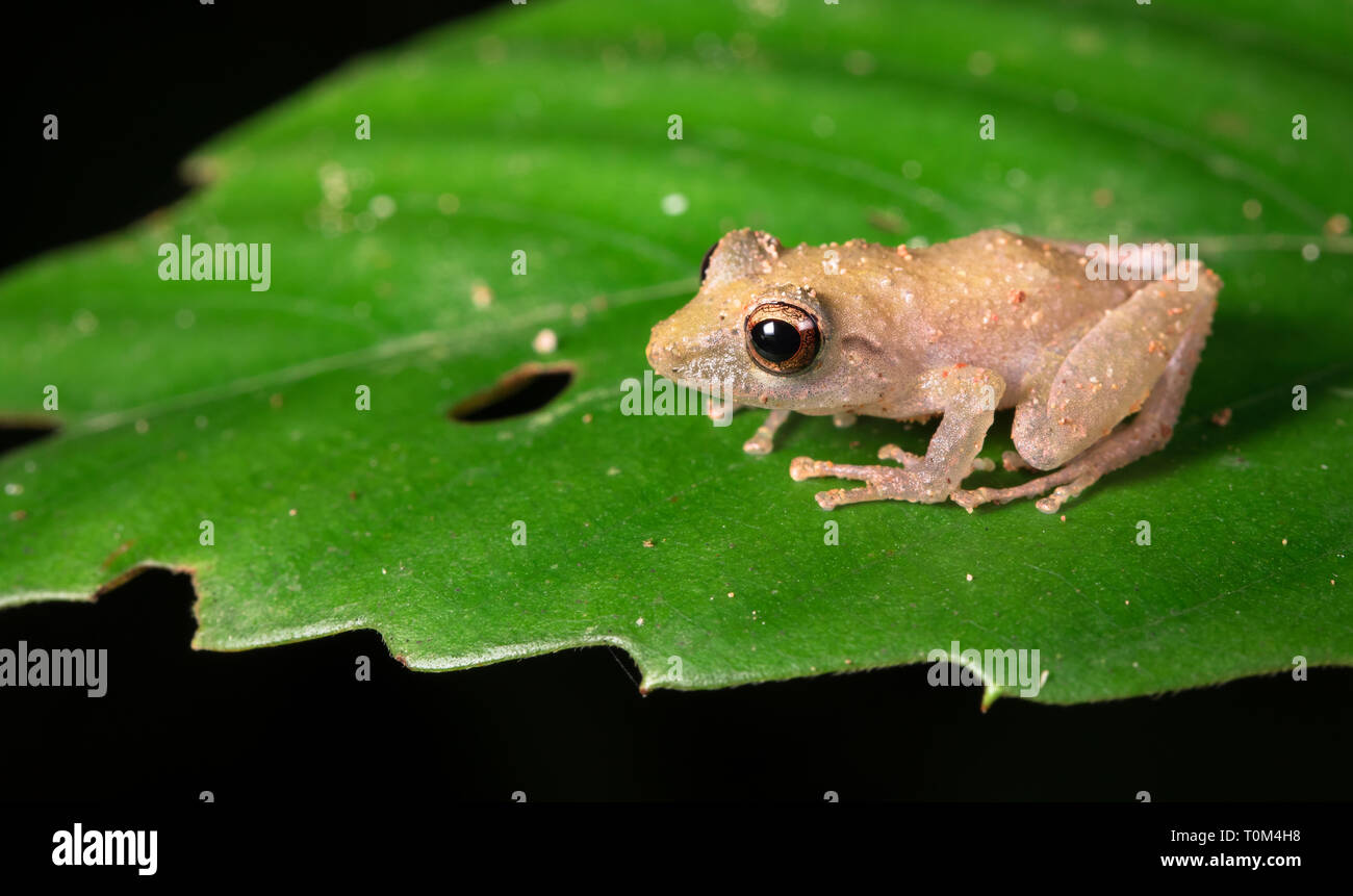 Pygmy rain frog, also known as a Rio San Juan robber frog (Pristimantis ...