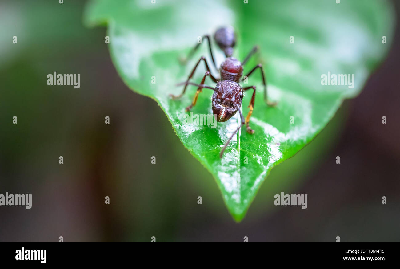 Bullet ant (Paraponera clavata) near Puerto Viejo de Sarapiqui, Costa Rica. Stock Photo