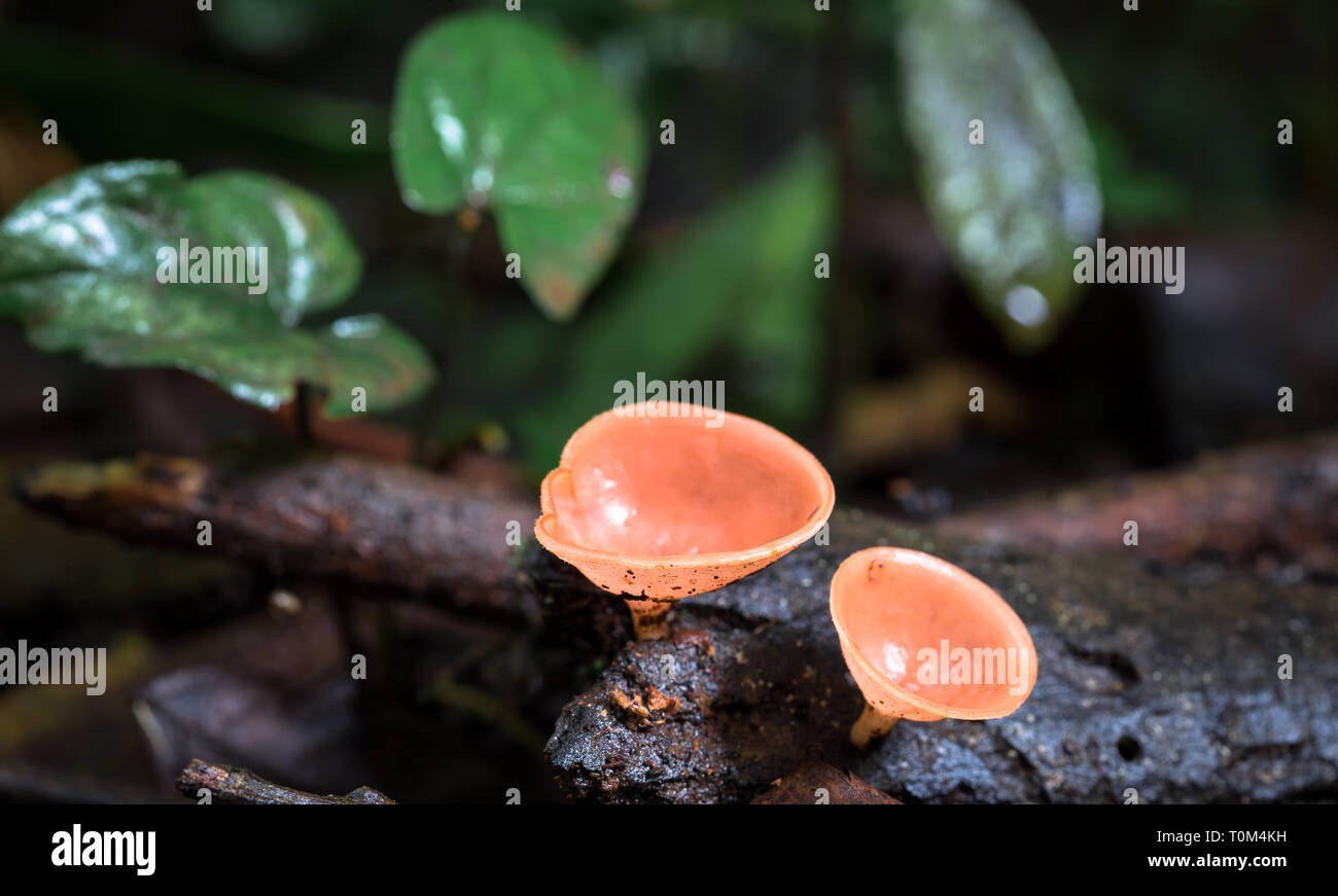 Red cup fungus (Cookeina speciosa) near Puerto Viejo de Sarapiqui, Costa Rica. Stock Photo