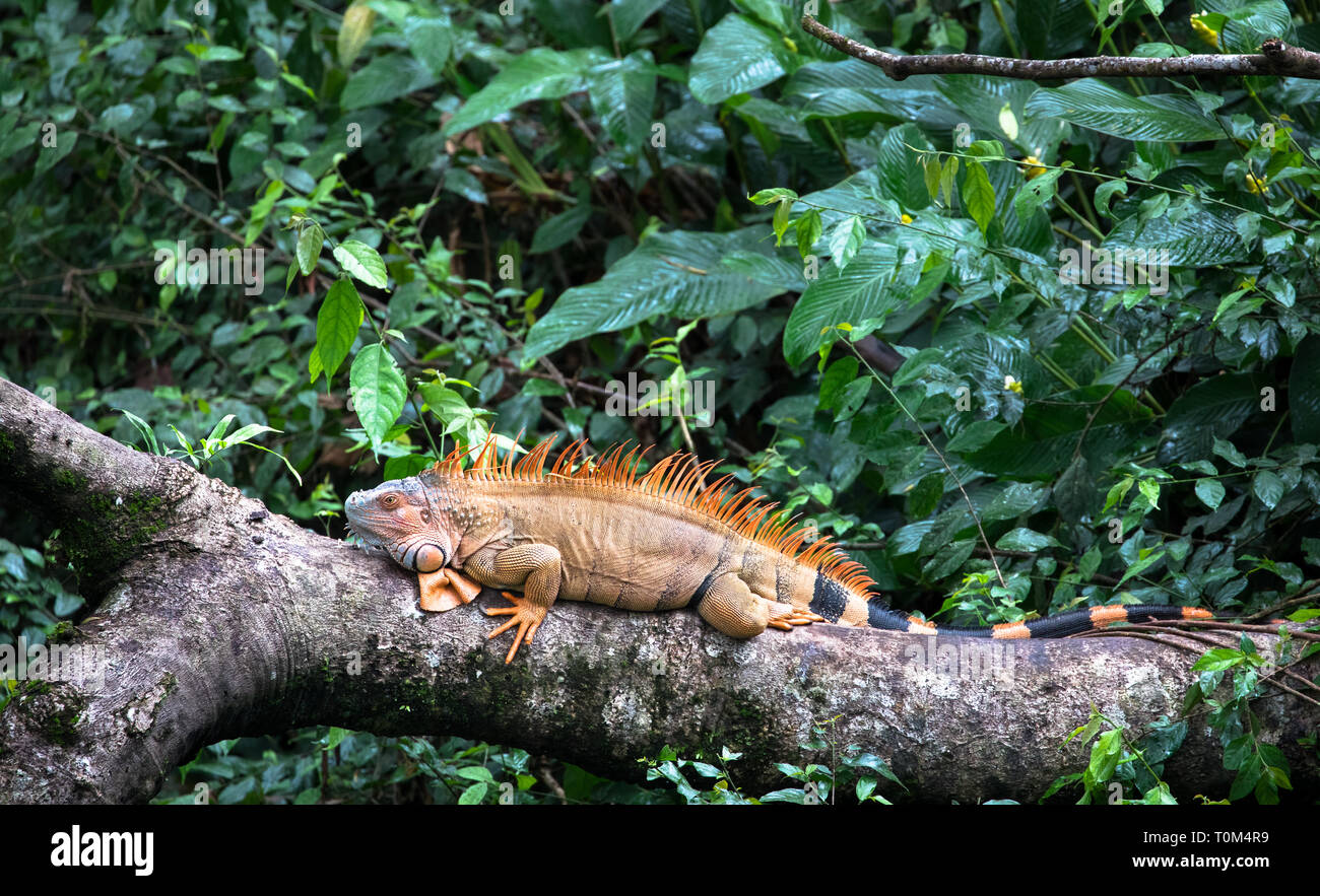 Green iguana (Iguana iguana) near Puerto Viejo de Sarapiqui, Costa Rica. Stock Photo