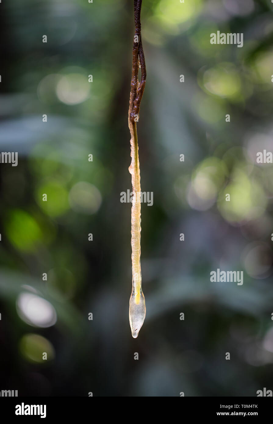A sticky shoot hangs down from the canopy and will eventually hit the forest floor and root. Near Puerto Viejo de Sarapiqui, Costa Rica. Stock Photo
