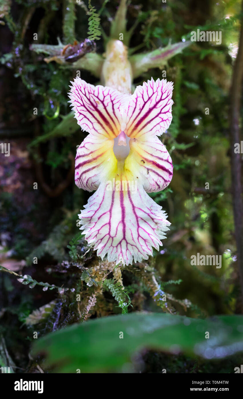 Wild orchid in lowland jungle near Puerto Viejo de Sarapiqui, Costa Rica. Stock Photo