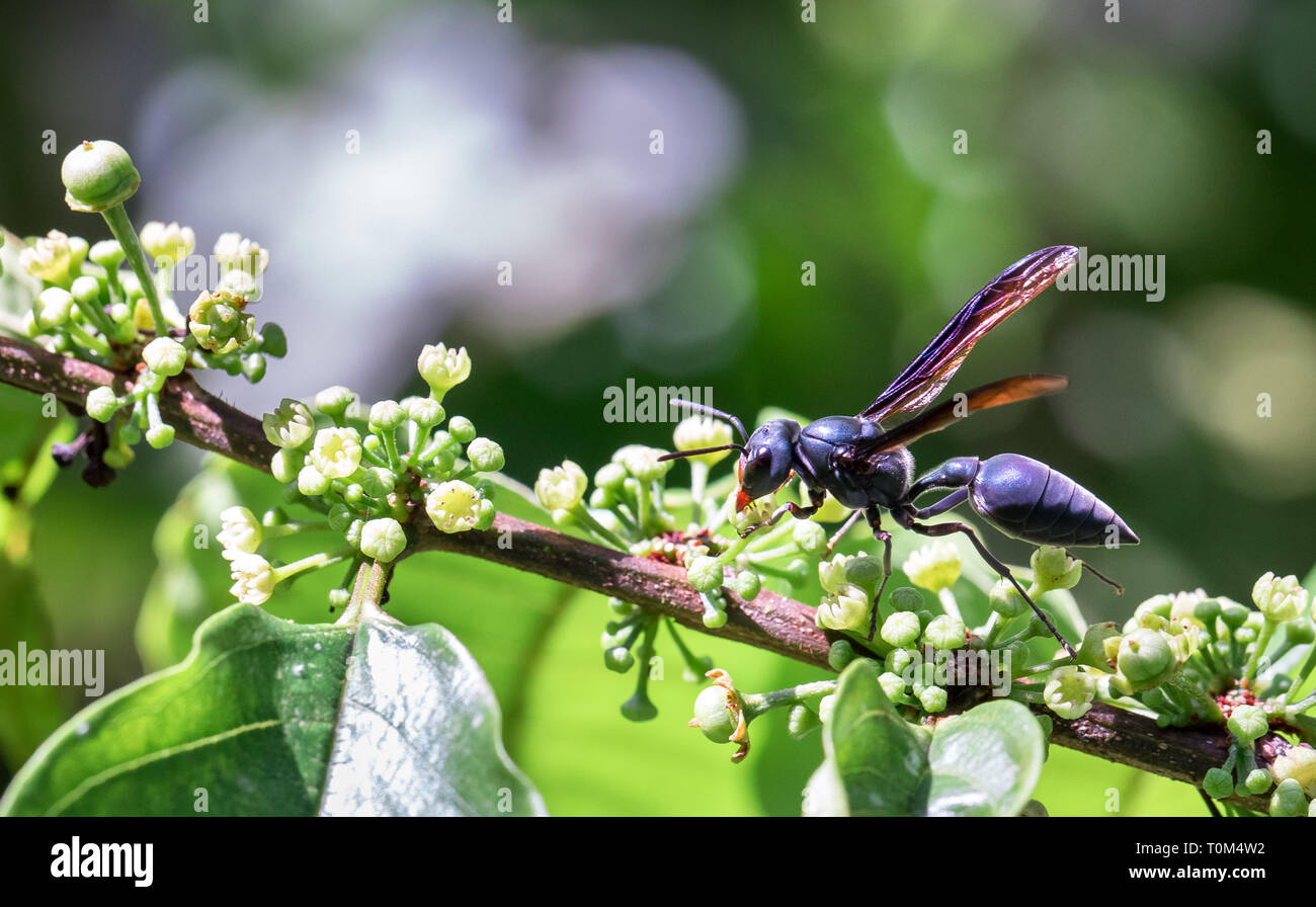 Wasp near Puerto Viejo de Sarapiqui, Costa Rica. Stock Photo