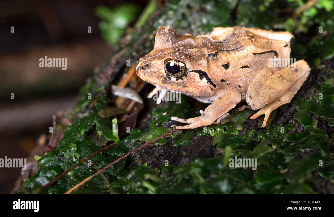 Common rain frog (Craugastor fitzingeri) near Puerto Viejo de Sarapiqui, Costa Rica. Stock Photo