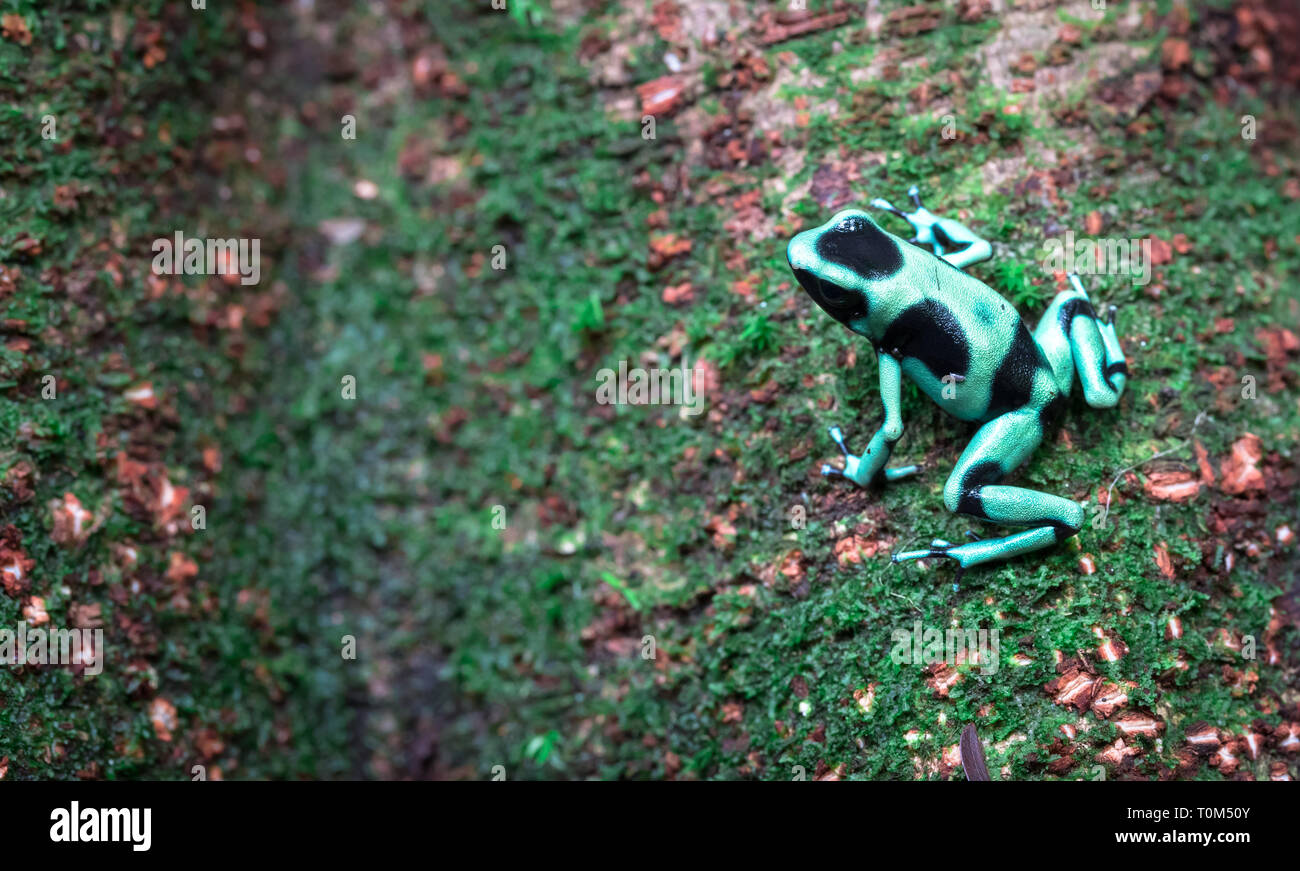 Green and black poison dart frog (Dendrobates auratus) near Puerto Viejo de Sarapiqui, Costa Rica. Stock Photo