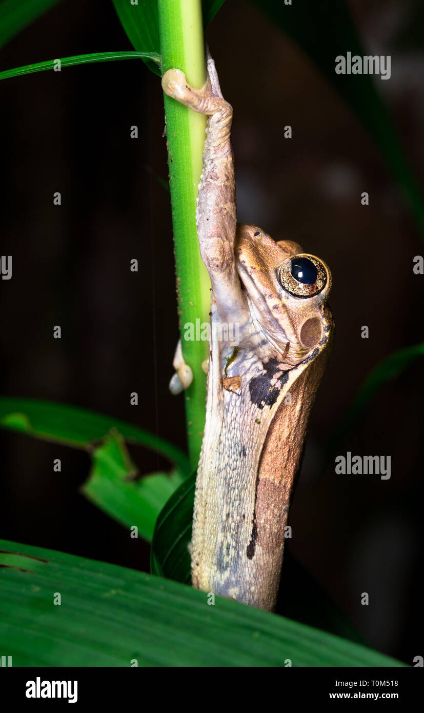 Tree frog (Smilisca sp. ) near Puerto Viejo de Sarapiqui, Costa Rica. Stock Photo