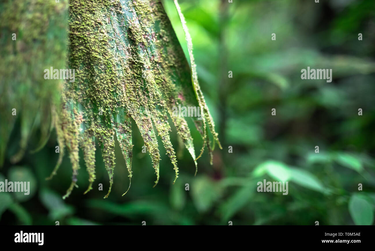 Moss and lichen cover this old leaf in the Tapanti-Macizo Cerro de la Muerte National Park, Costa Rica. Stock Photo