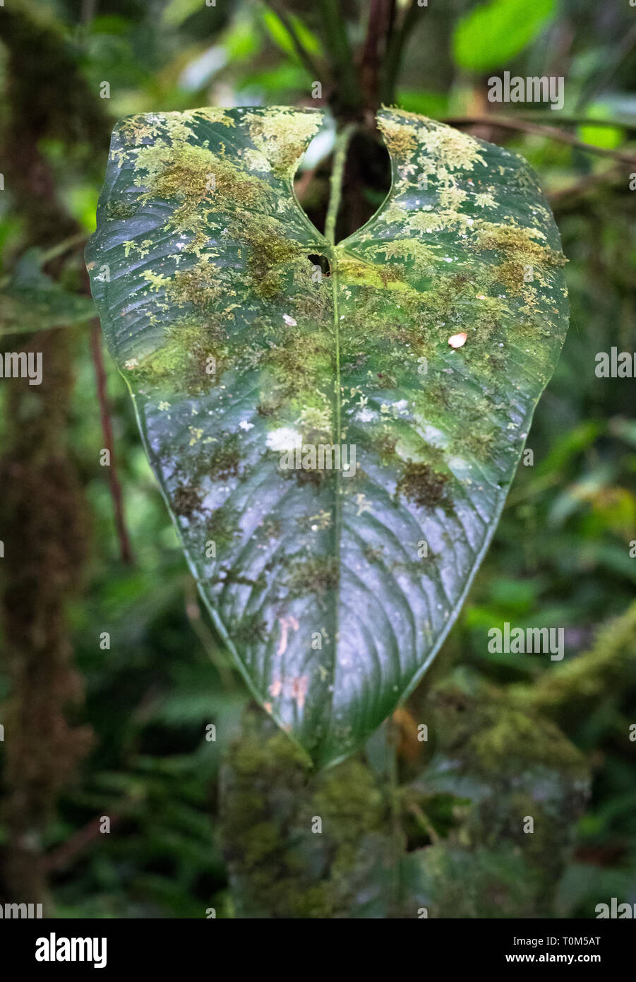 Moss and other epiphytes cover this large leaf in the jungle. Costa Rica. Stock Photo