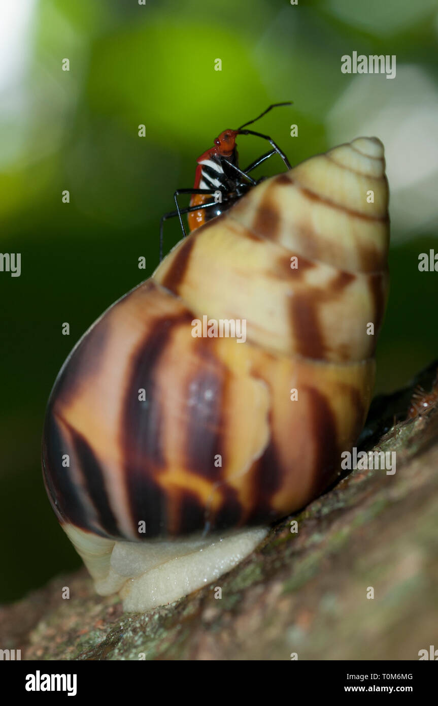 True Bug, Dindymus sp, on Snail, Amphidromus sp, Klungkung, Bali, Indonesia Stock Photo