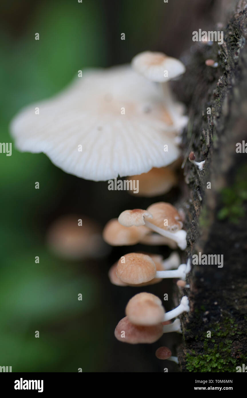 Cluster of Mushrooms, Coprinopsis sp, growing on dead wood, Klungkung, Bali, Indonesia Stock Photo