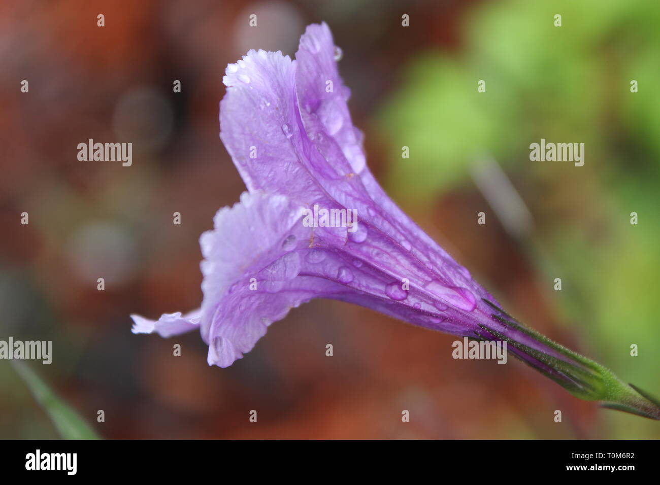 Close up image of a purple flower Stock Photo