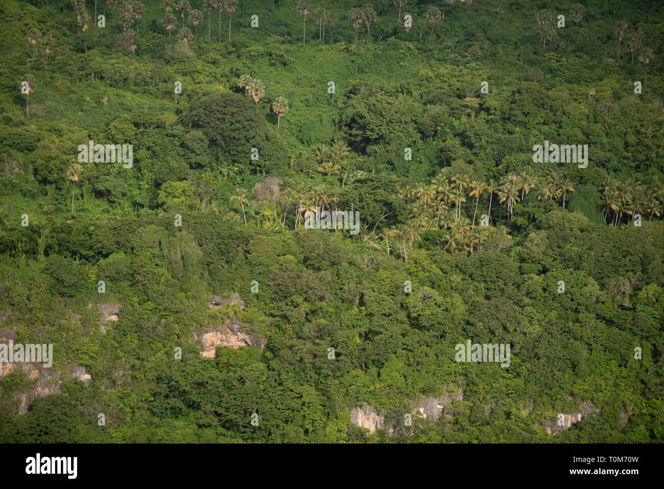 Forest along coastline, Tanimbar, Forgotten Islands, Banda Sea, Indonesia Stock Photo