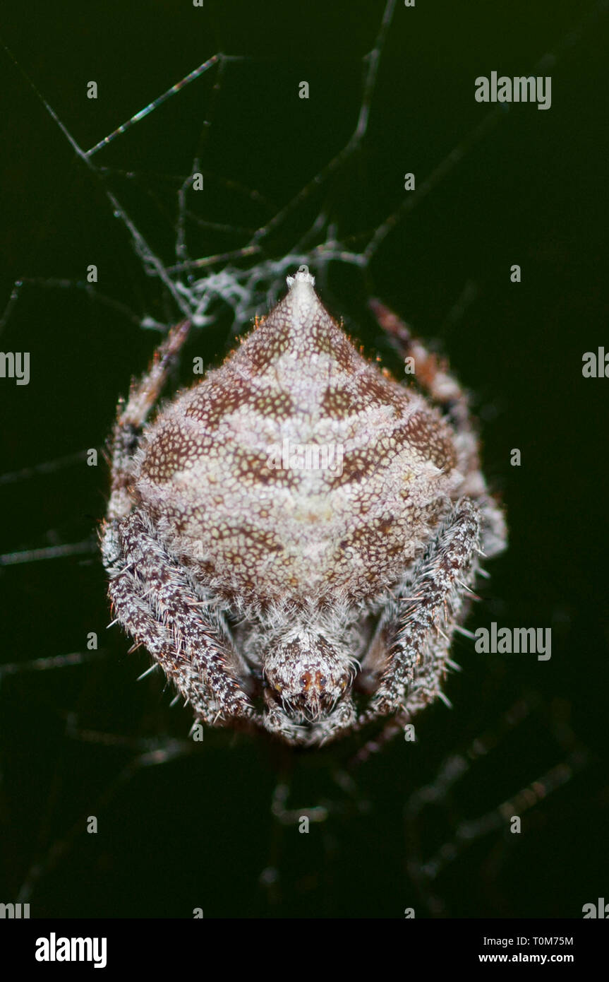 Tailed Orb-Weaver Spider, Eriovixia sp, Araneidae Family, Aranaea Order, in defensive diamond-shaped position, Klungkung, Bali, Indonesia Stock Photo