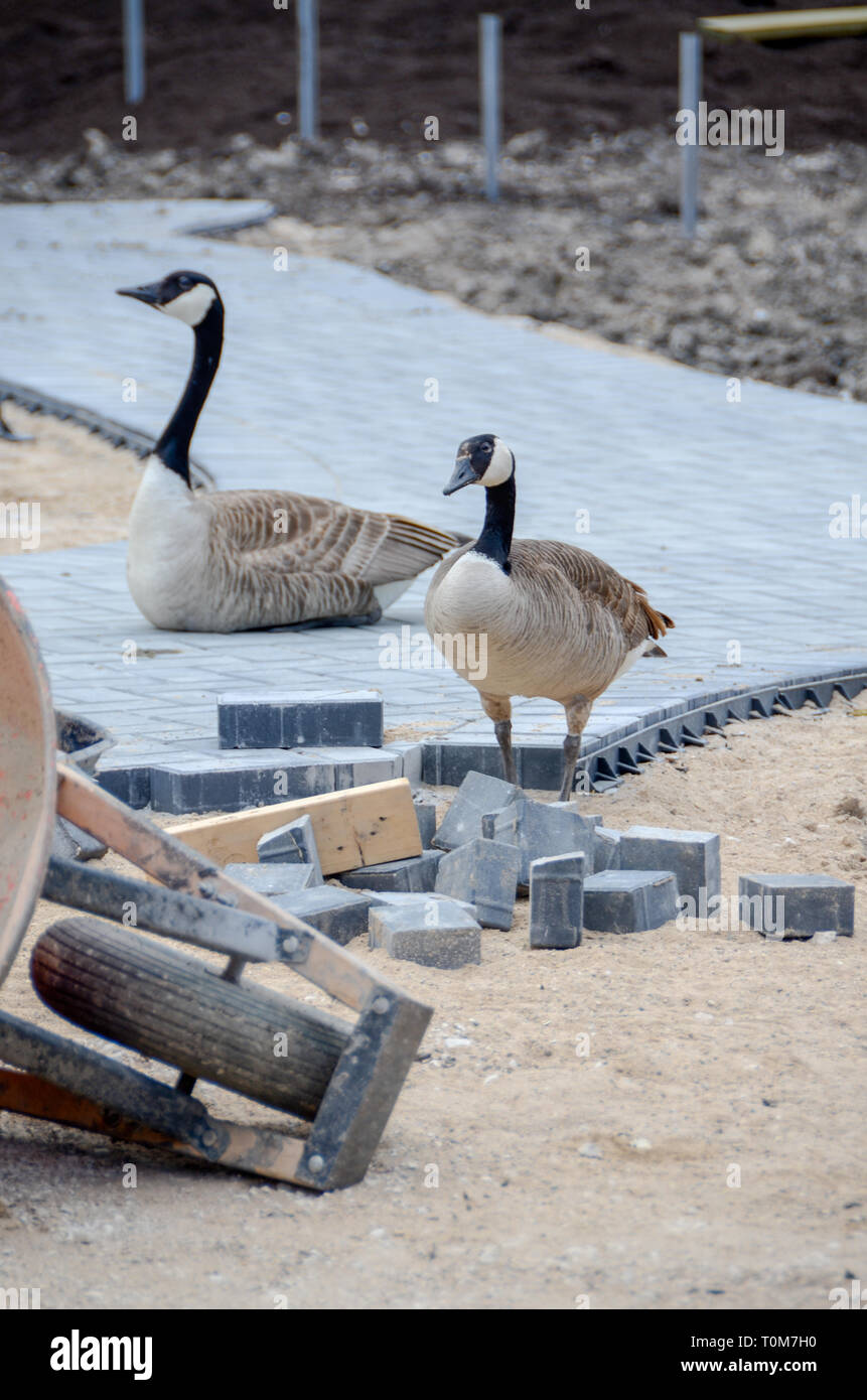 Construction site wildlife hi-res stock photography and images - Alamy