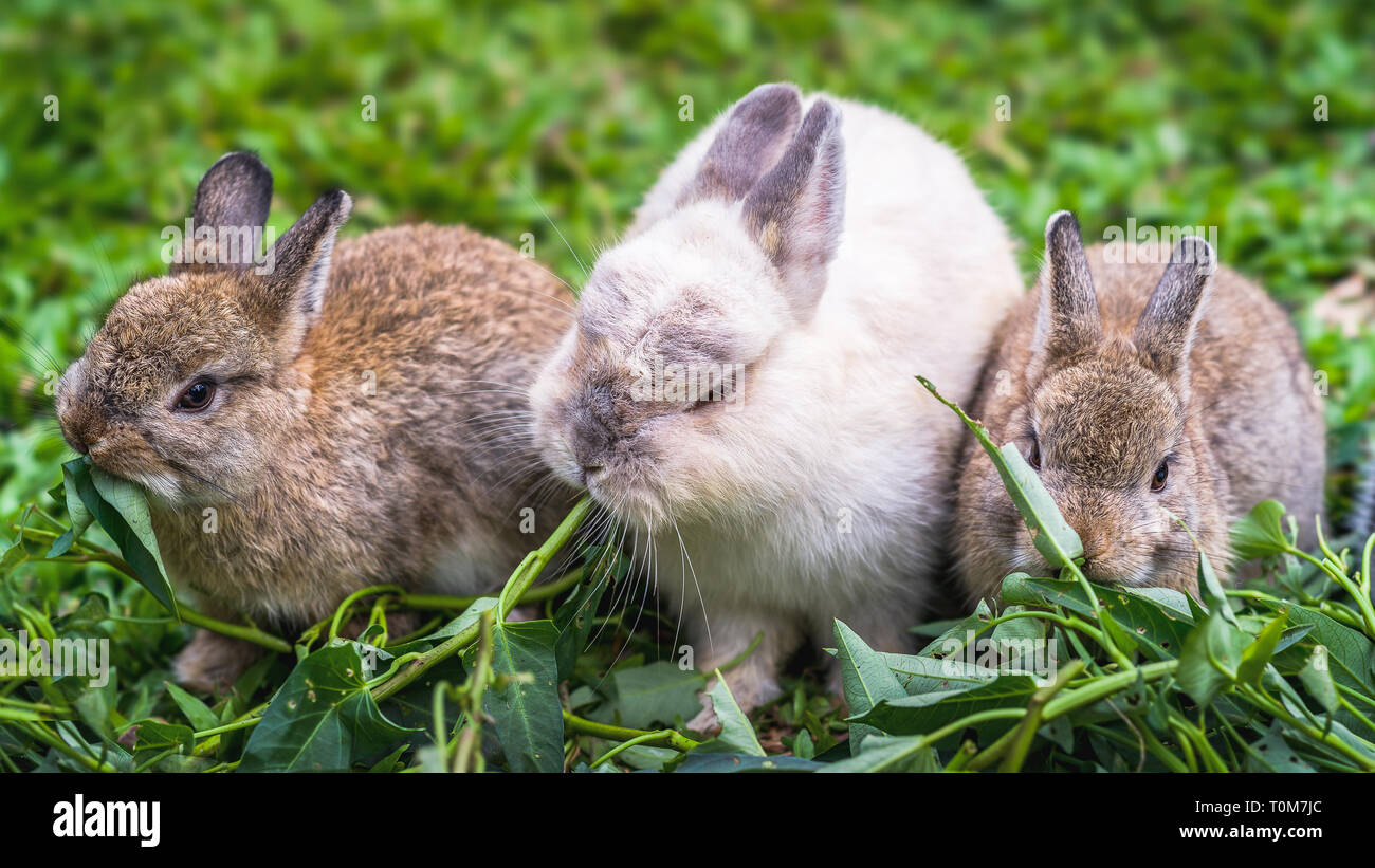 Three cute rabbits eating grass sitting next to each other Stock Photo Alamy