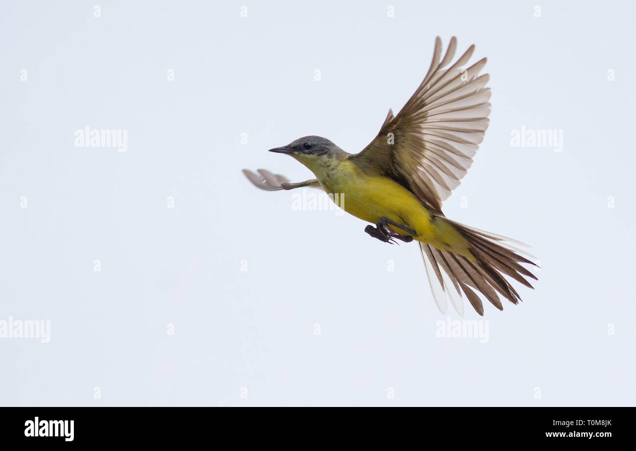 https://c8.alamy.com/comp/T0M8JK/western-yellow-wagtail-in-flight-over-grey-sky-T0M8JK.jpg