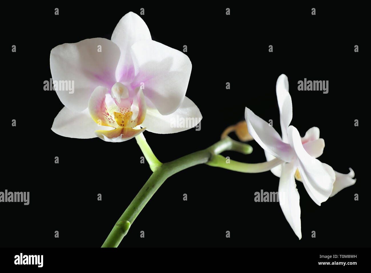 Moth orchids on black background Stock Photo