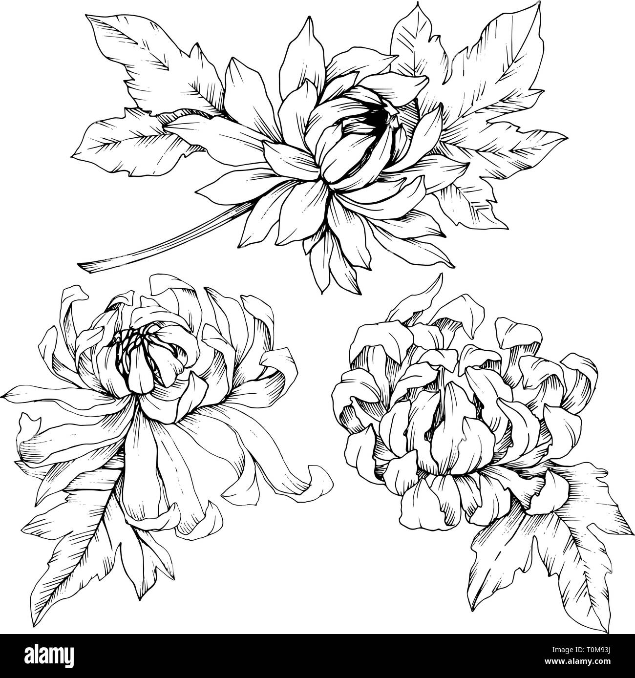 Vector Chrysanthemum floral botanical flowers. Black and white engraved ink art. Isolated flower illustration element. Stock Vector