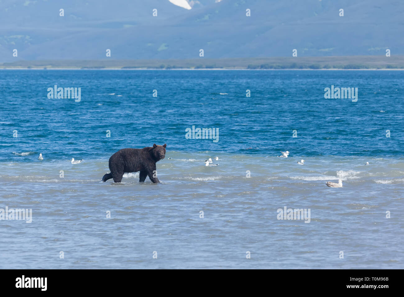 Brown bear grizzly crosses a river. Profile view. Kamchatka landscape. Russia. Stock Photo