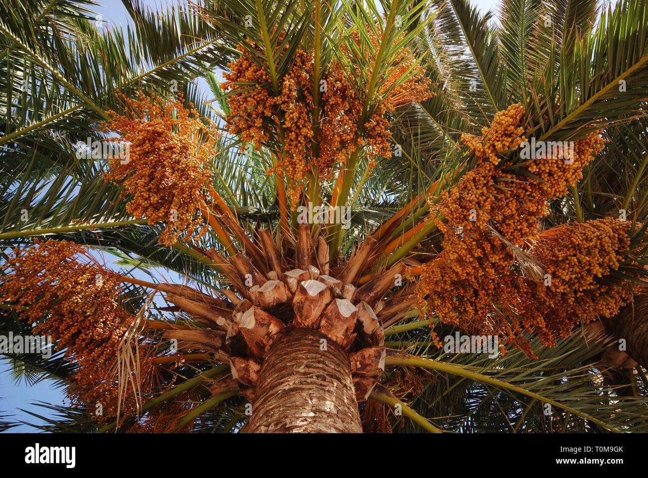Palm tree laden with dates, Lagos, Malaga Province, Andalusia, Spain, Western Europe. Stock Photo