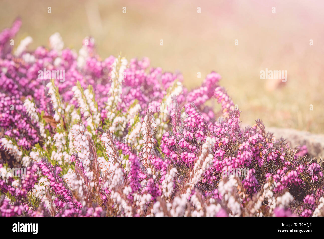 Heather blooming in the spring on a sunny day in a beautiful garden Stock Photo