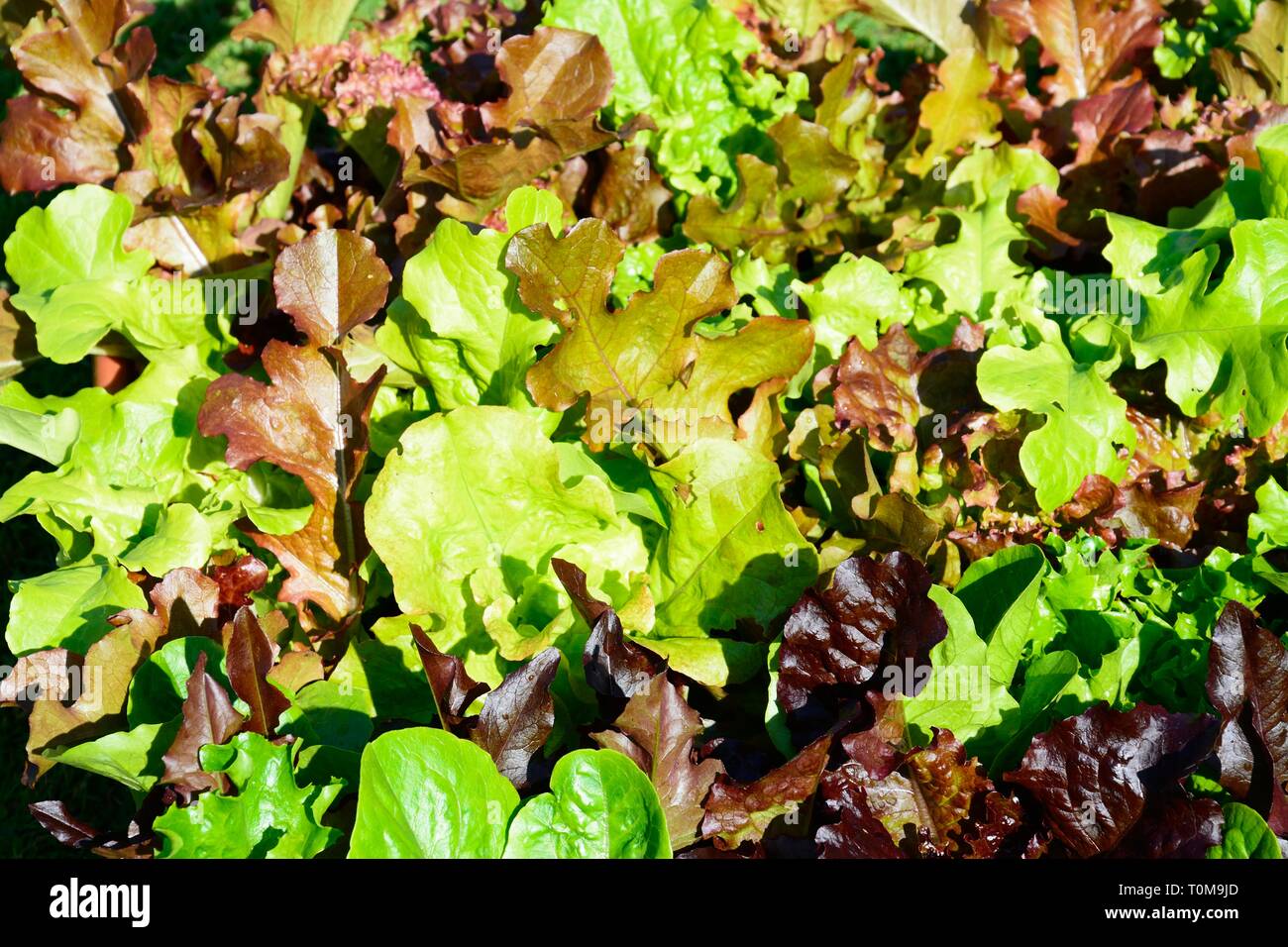 Young lettuce leaves food background. Stock Photo