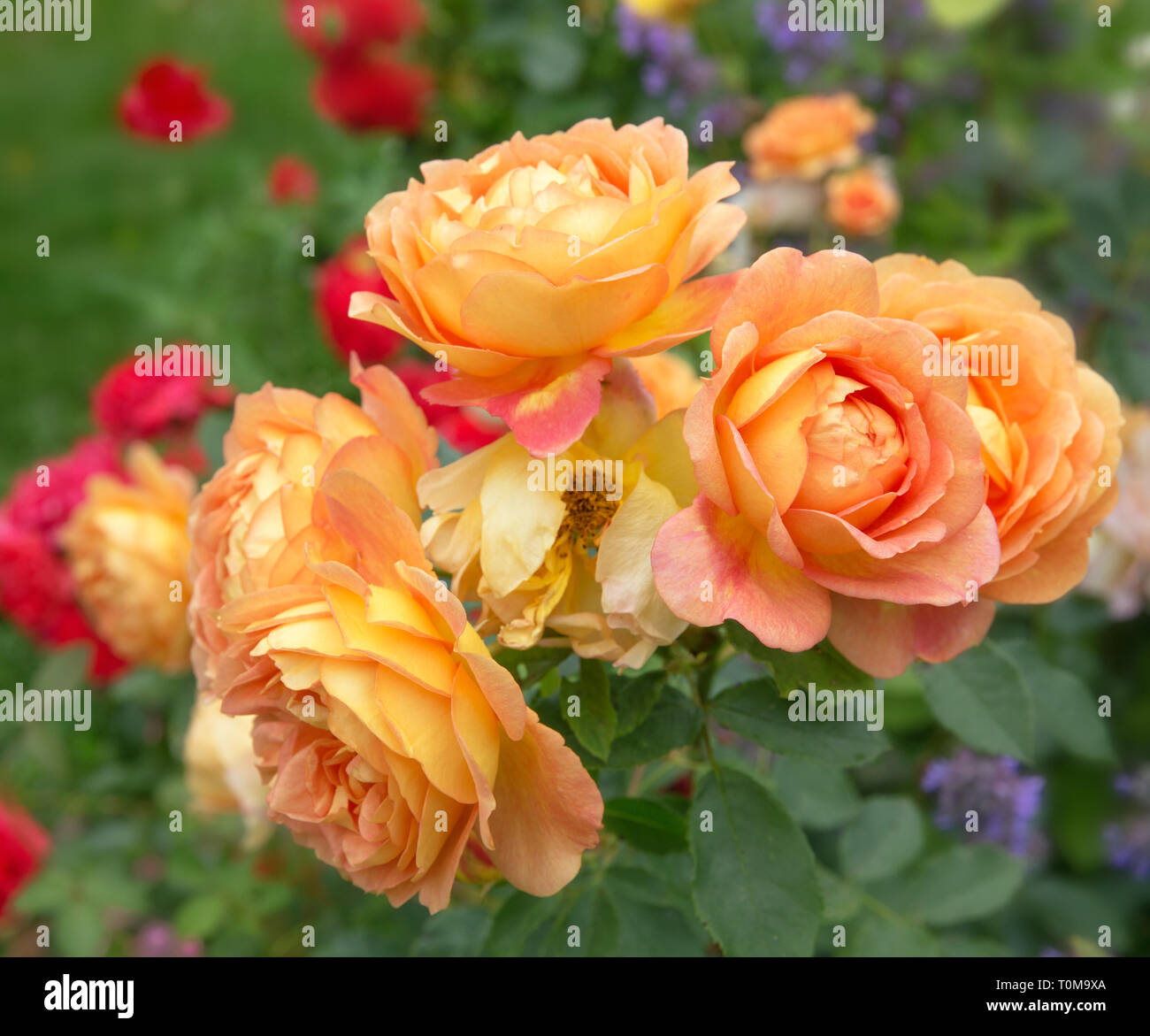 Blooming orange English rose in the garden on a sunny day. Austin Rose 'Lady of Shalott' Stock Photo