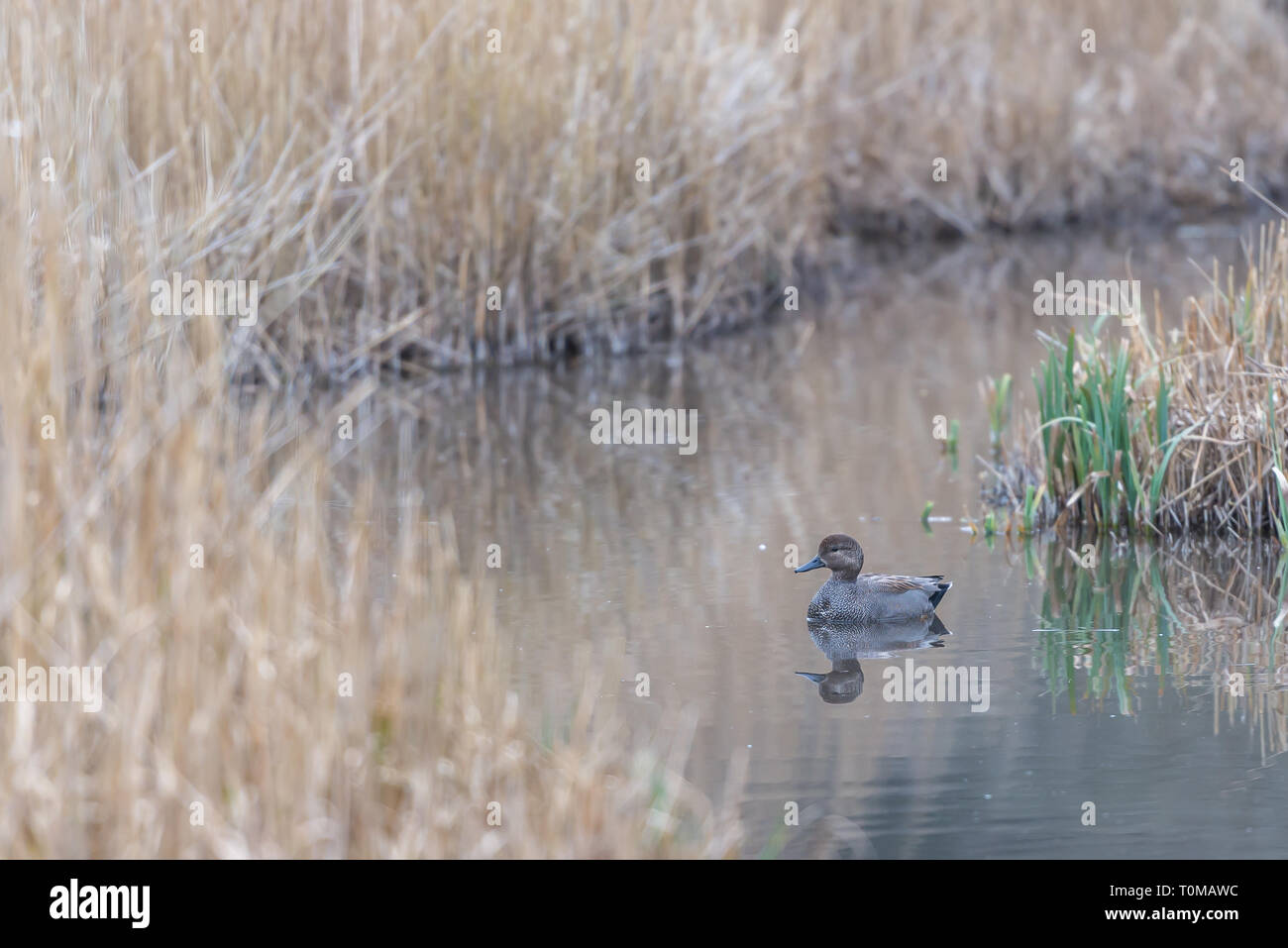 Floating reed beds hires stock photography and images Alamy