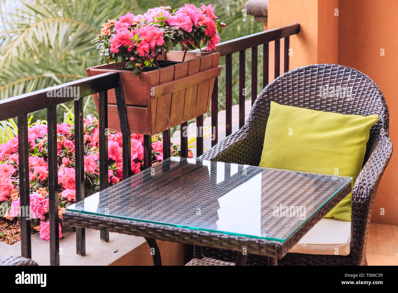 Ratten table and armchair with pillows on the balcony , by potted flowers of pink azalea on the balustrade with green palm trees background. Stock Photo