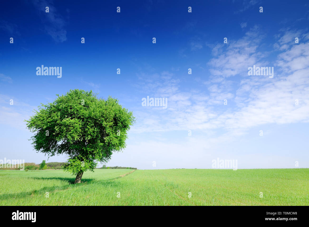 Lonely tree among fields hi-res stock photography and images - Alamy
