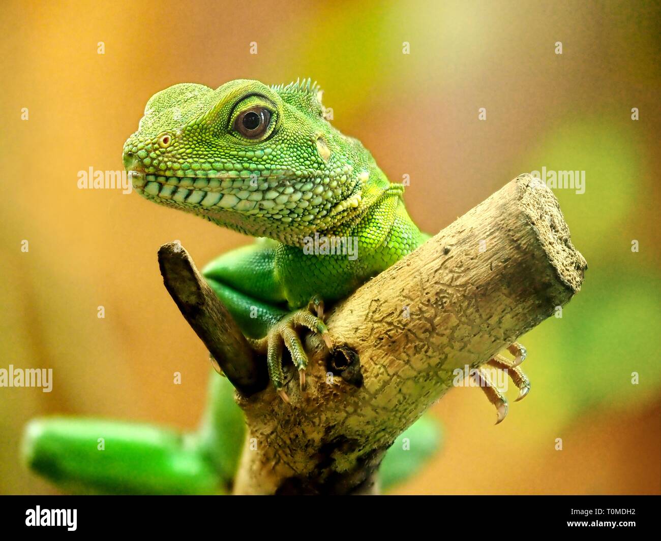 Chinese water dragon (Physignathus cocincinus). (CTK Photo/Roman Krompolc Stock Photo Alamy