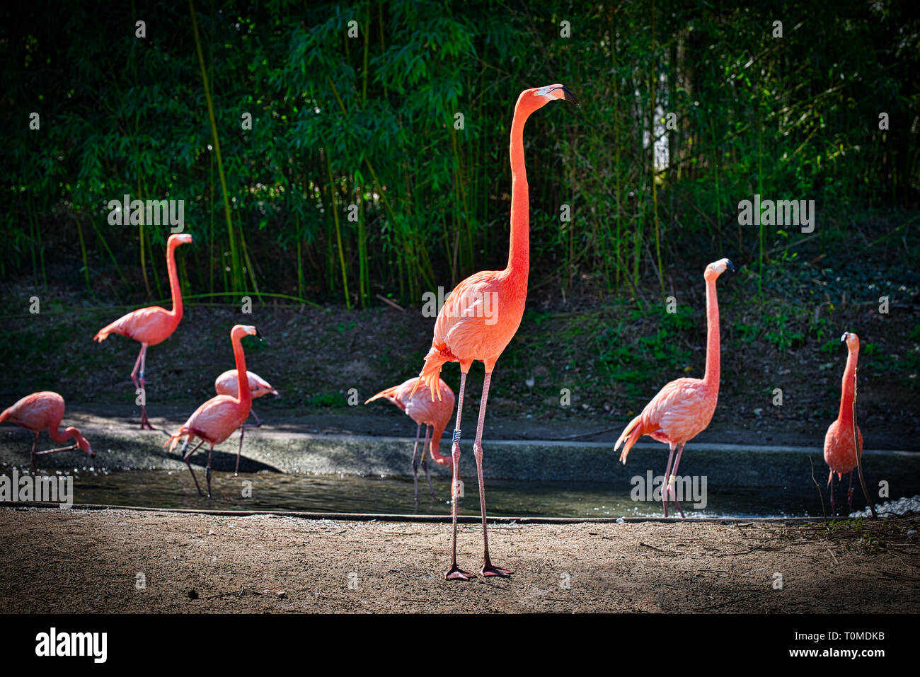 Exotic animals in zoo hi-res stock photography and images - Alamy
