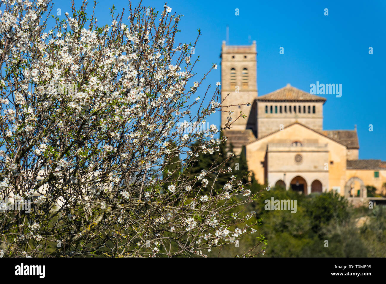 Almond blossom scene with parish church of Nuestra Señora d'Atocha in Ariany, Mallorca, Balearic Islands, Spain, Stock Photo