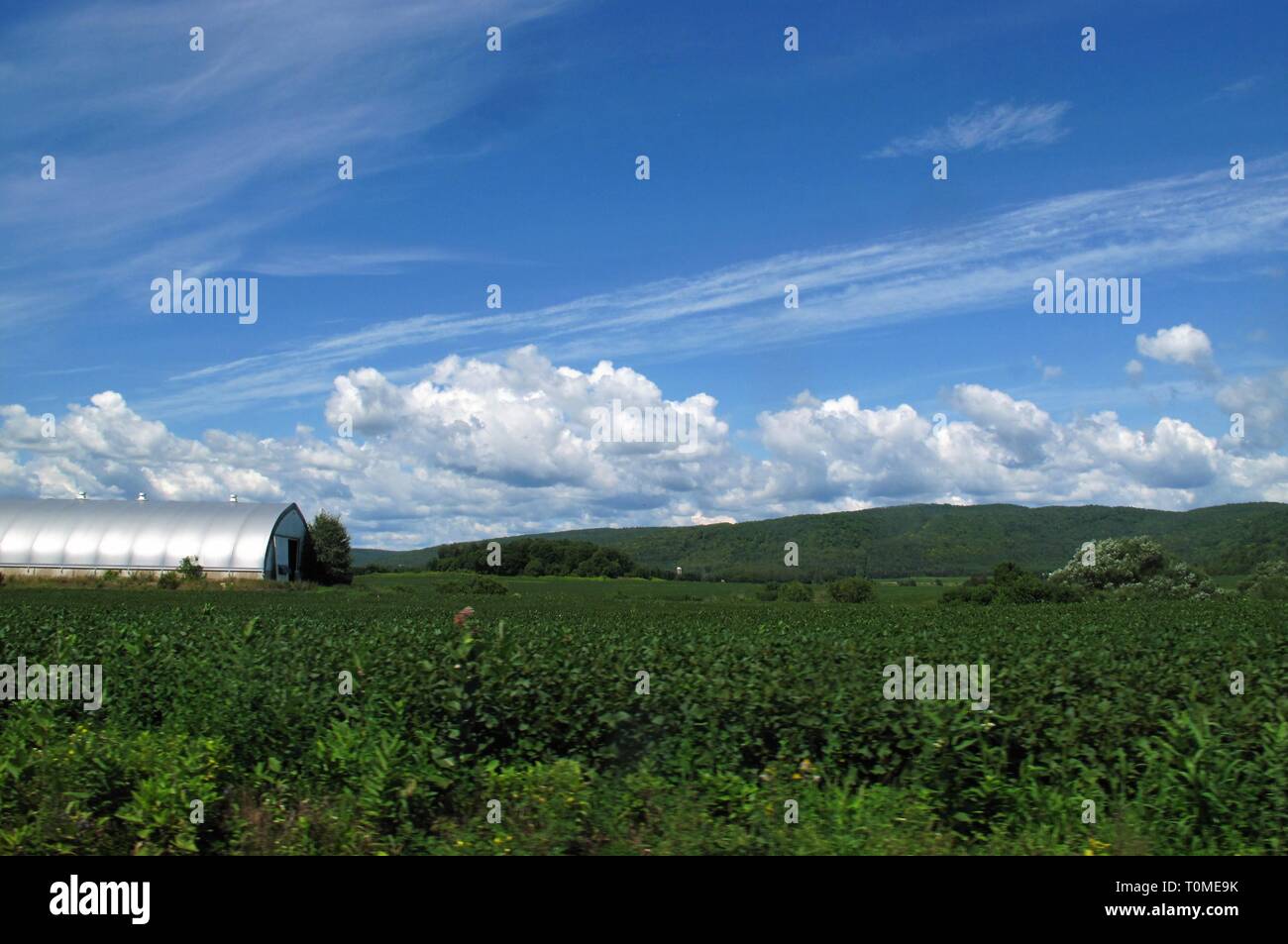 Soy bean field in summer hi-res stock photography and images - Alamy