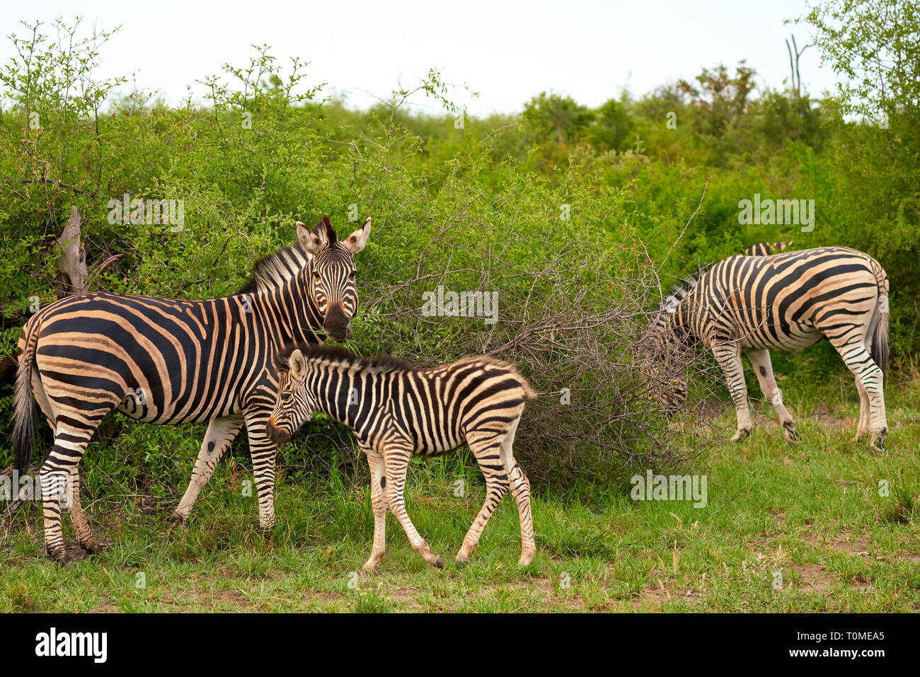 Reserve africaine hi-res stock photography and images - Alamy