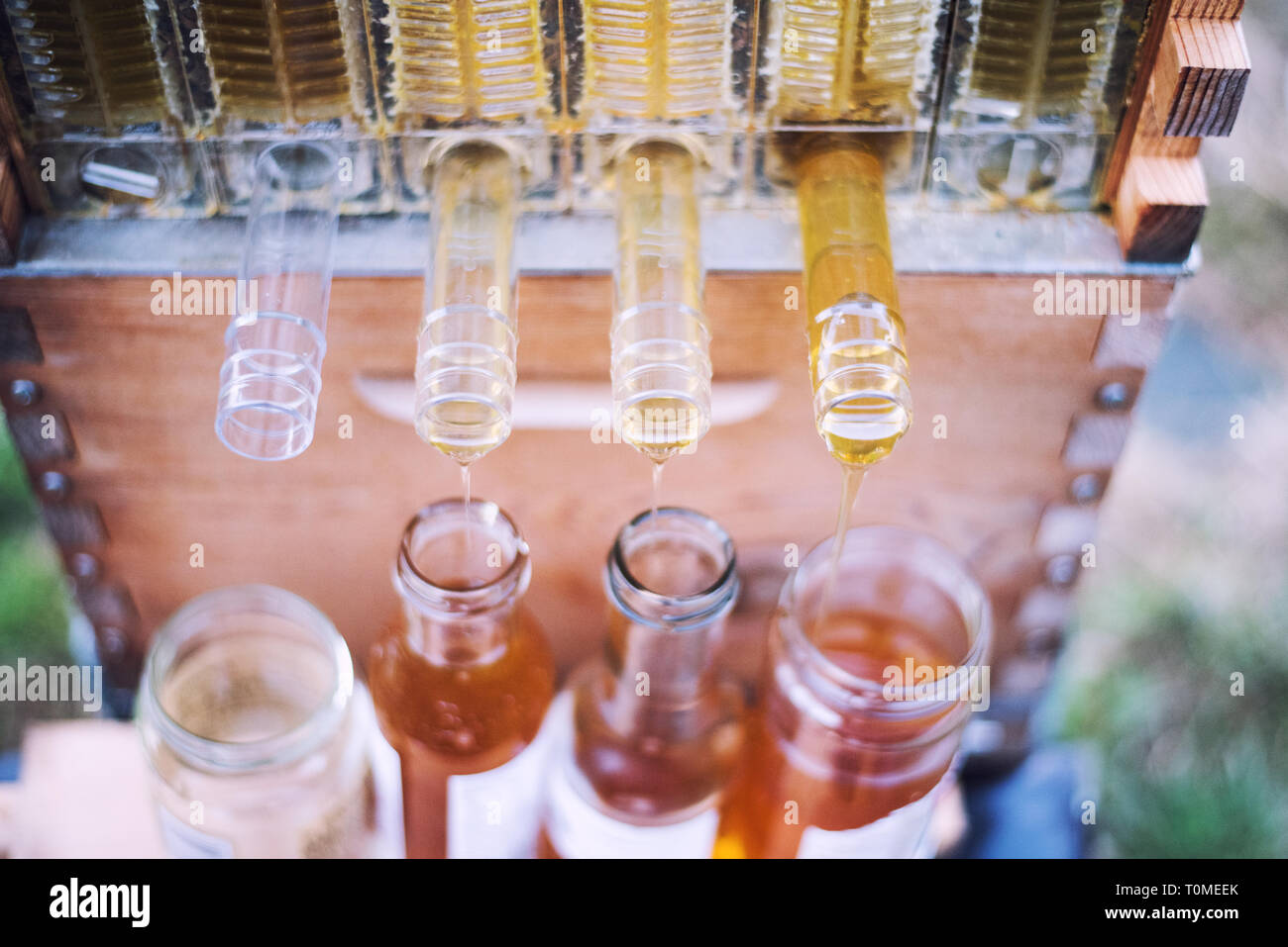 Raw Honey collects into jars from a Flow Hive Honey Super Stock Photo