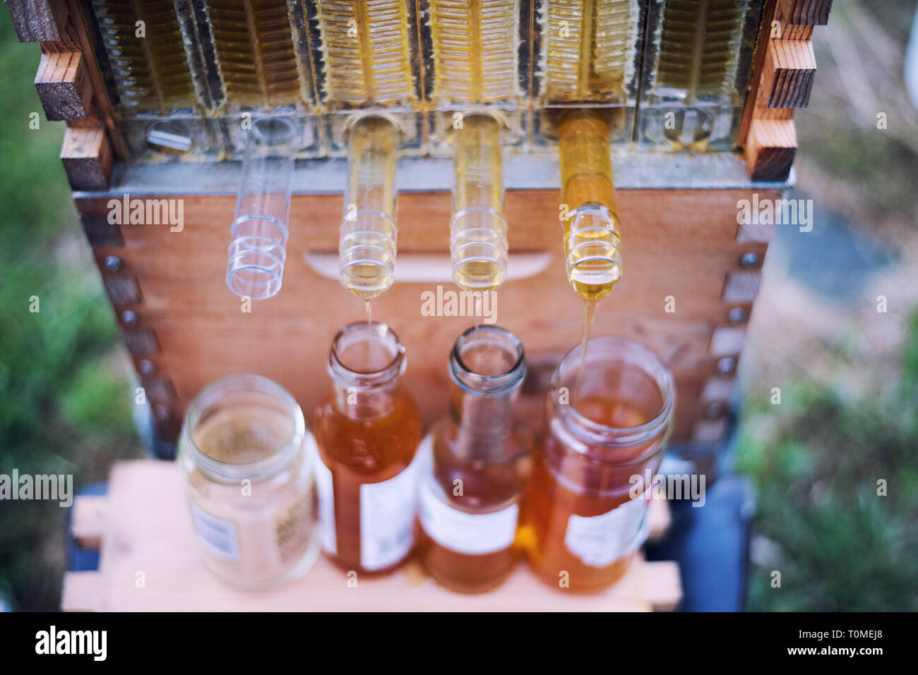 Raw Honey Collects Into Jars From A Flow Hive Honey Super Stock Photo ...