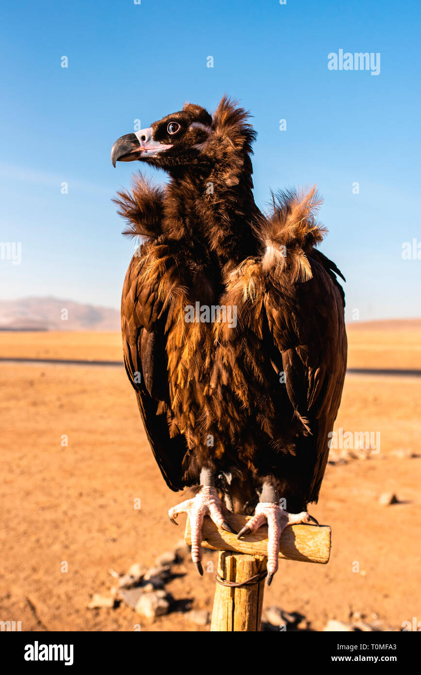 Sitting Cinereous Vulture (Aegypius monachus), Mongolia Stock Photo