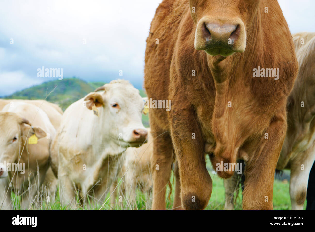 Focus on nose of red beef cow with white cattle in the background as they graze on green hills Stock Photo